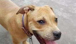 狗砸皮肤最新爆料,神秘外观与独特技能大揭秘！